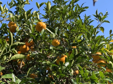 伊豆白浜産　自然栽培の甘夏と紅ニューサマーオレンジの詰め合わせ