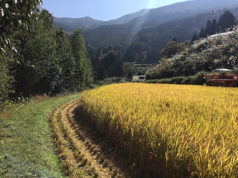 土佐の棚田米　(4.5kg) 
令和6年産玄米