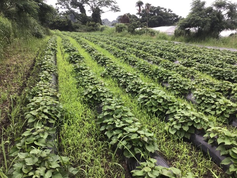 2026年桜島産農薬.化学肥料不使用桜島大根玉1個（5キロ）紅はるか5キロ詰め合わせ