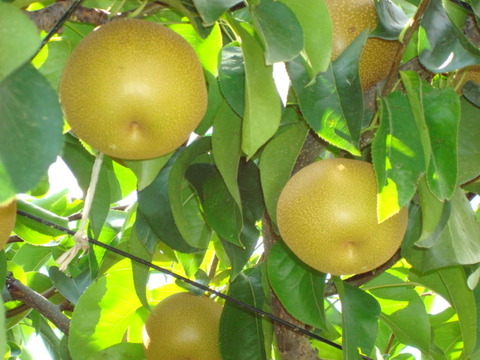 幸せな味わい「幸水梨のご予約　ご好評販売中　長野県産　訳あり　家庭用3キロコース