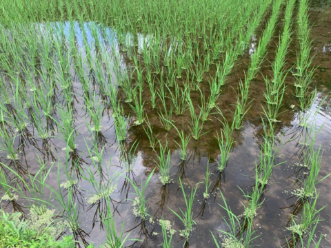 奥出雲産自然栽培玄米餅(220g前後×2袋)