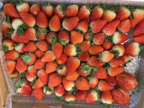 生の風味をお届け。気にしない方限定🍓バラ詰苺BOX（約1000g）大きさ形が不揃いです
