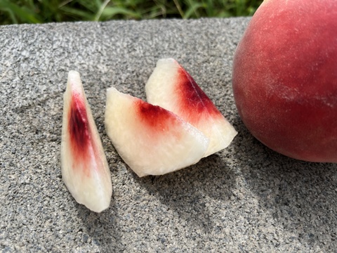 桃「玉うさぎ」家庭用5kg（10〜18玉）