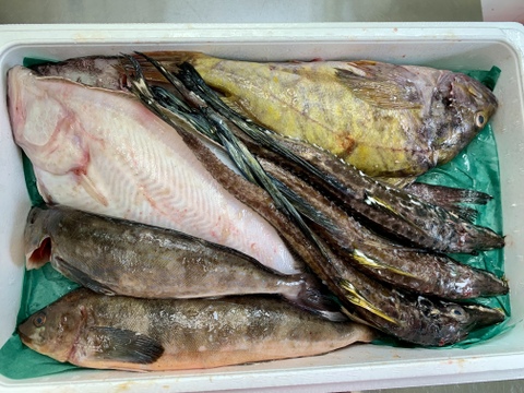 竹コース【年明け発送】船頭にお任せ！鮮魚ボックス（詰め合わせ) 海鮮セット