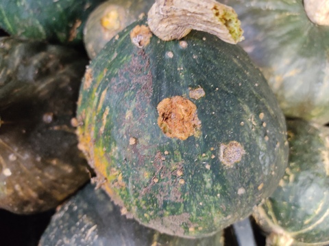 🎃切ってあるから使いやすい！訳あり「えびすカボチャ」カット詰め合わせ 約2kg｜煮物・天ぷら・スープに｜農薬・化成肥料不使用🎃
