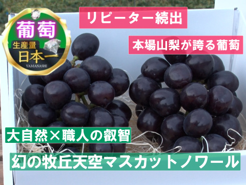 🍇人気急上昇注目度ナンバー1🍇幻の牧丘天空マスカットノワール市場でお目にかかれない超希少品種『2024年11月上旬発送』約2kg4～8房