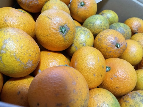 【早割！！】超訳あり！！愛媛県産清見（きよみ）オレンジ１０kg入