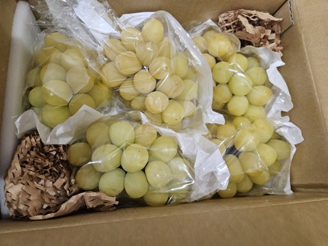 説明文をご覧ください！　加工用シャインマスカット　1.5～1.8キロ　ケーキやスムージーの素材にいかがですか！