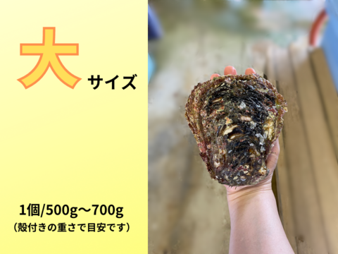 【夏期限定】ヨコタ礁天然岩牡蠣_生食用（中5個、大5個）詰合せ