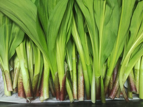 【2026年優先予約】！初物を優先発送(4月中旬)！太い行者にんにく500g　「やわらか若葉」幻の山菜