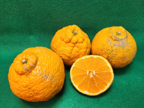 箱込約4.5㌔　味濃厚完熟不知火デコ