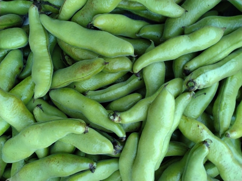 朝採れ そら豆【清水一寸】3.4kg　農薬・化学肥料 不使用