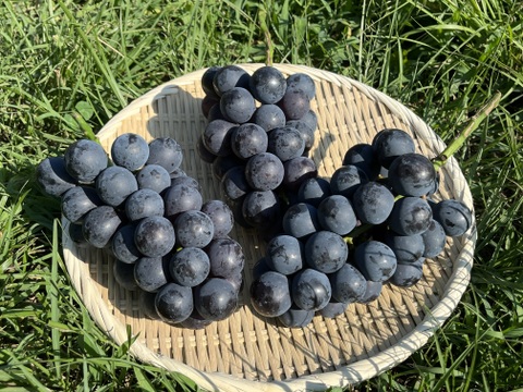 こだわりのナガノパープル　【ご家庭用2k箱】甘みと酸味のバランスが最高、かつ芳醇で高級感のある味わい。黒系で皮ごと食べられる希少種。黒い宝石！