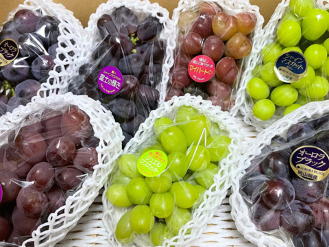 ☆ぶどう好きにオススメ☆ たっぷり6品種をお届け 岡山県産ぶどうおまかせ6種食べ比べ