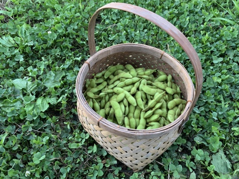 【自然栽培】枝豆 早生黒豆 たんくろう★農薬・肥料不使用｜黒大豆えだまめ