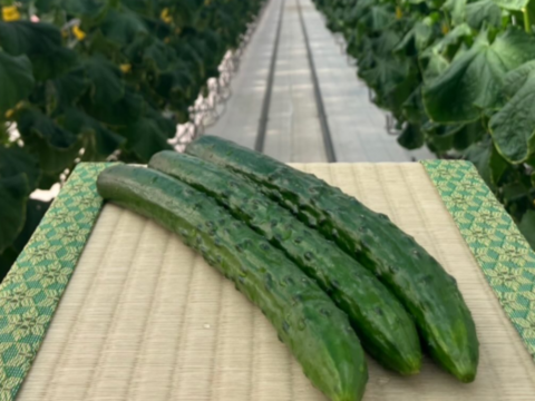 フルーツのような甘さ！みずみずしくておいしい！福島県須賀川市産『岩瀬きゅうり』　1kg