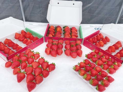 マジでやばデカ果汁が溢れる大きさ❤️「プラチナ級光姫」❤️　❗️1箱16個入(大きさL〜LL)600g〜700g❗️