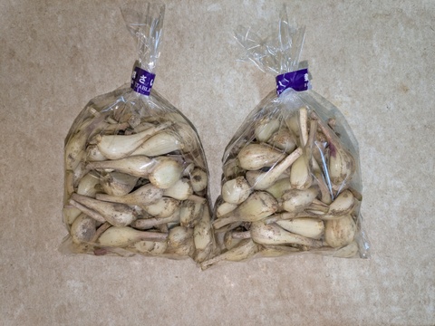 博多のシャキシャキらっきょう　1kg　福岡県産