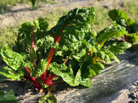 旬を楽しむ♪おまかせお野菜セットB（約13品以上）