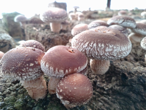 大特価‼️
  ぷりぷりなめこ&
ジュウシー肉厚椎茸😋1ｋｇ