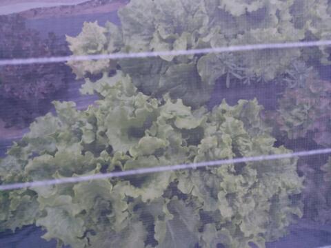 🍃【朝採り】旬の株どりレタス2〜3株 ＋ 旬野菜の詰め合わせBOX🍃