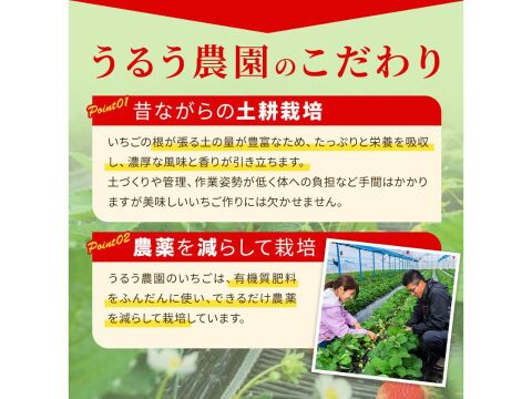 【お歳暮やギフトに】特選あまおう 800g【冬ギフト】