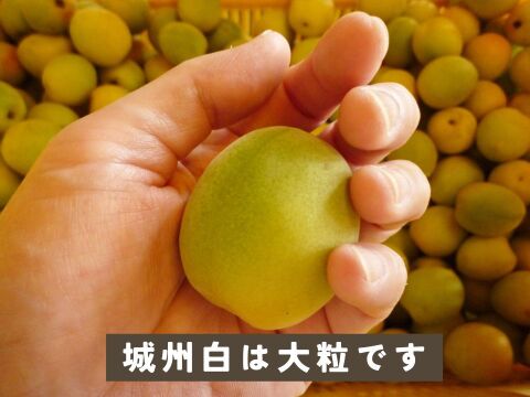 2026年収穫分】京都青谷産 冷凍青梅 約1kg 青梅 少々斑点傷あり
