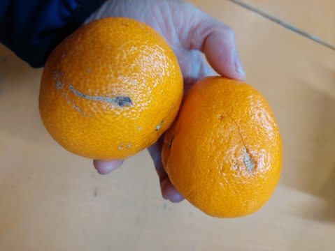 有田みかん【超 訳あり】大玉8kg（箱込）