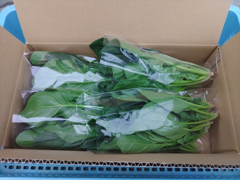 《ふわふわ柔らか食感！》ほうれん草『スパイダーデューク』（250g×4袋）