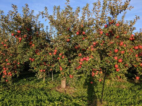 先行予約！「サンふじ食べ飲みづくしセット小玉りんごとりんごジュース詰め合わせセット
