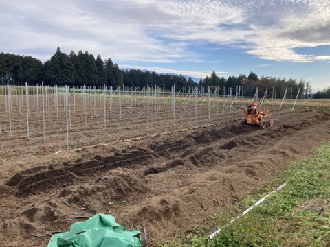 長野県中川村産 長芋（贈答用5kg）