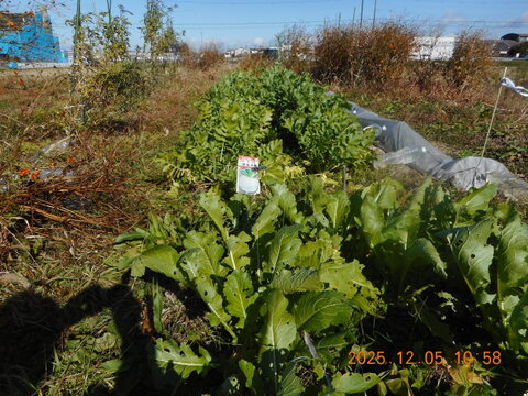 6名限定：自然農栽培で育てた奈良の冬野菜