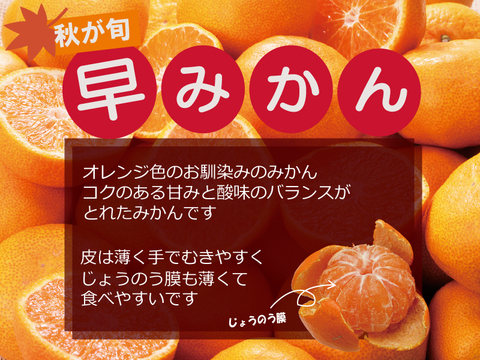 【お試しに】秋が旬！『早みかん』【1.8kg】