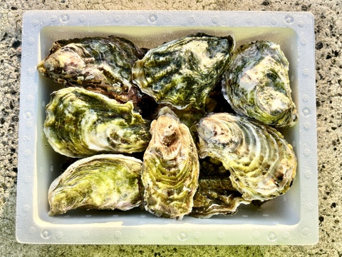 奥能登石川県穴水産　真牡蠣　約２．５キロ殻付き　容器：発泡スチロール　個数（約１５個前後）　里海の恵みで育った、旨味が詰まった美味しい真牡蠣（加熱用）