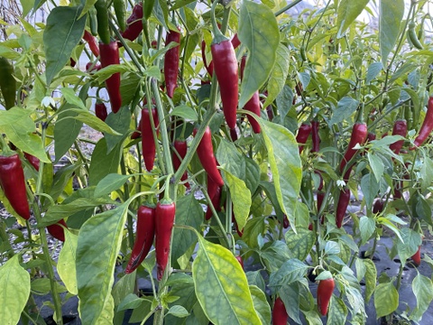 【通年農薬完全不使用】国産韓国唐辛子（赤と青混合） 500g
生ですが、乾燥まではなっていません。