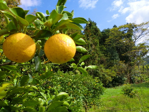 【皮ごと使える】2種の香酸柑橘セット　花ゆずと種なしカボス