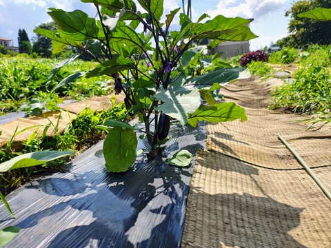 【栽培期間中　農薬不使用】王道×希少の“いいとこ取り”茄子セット（60サイズの箱にはいるだけ！）