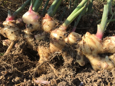 爽やかな香り　新生姜１kg【農薬・化学肥料 不使用】