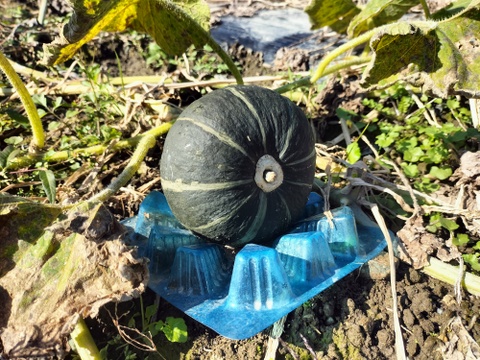 栗っプチ(約1kg 3-6玉）★チッチャく甘い！栗カボチャ界の一寸法師！【冬ギフト】