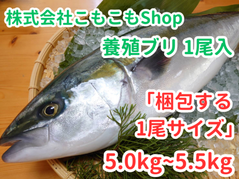 養殖ブリ1尾入り(神経締め付！)