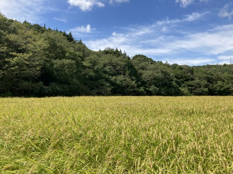 神様のお米イセヒカリ！『アイガモ農法米』農薬、化学肥料不使用！白米５kg淡路島産