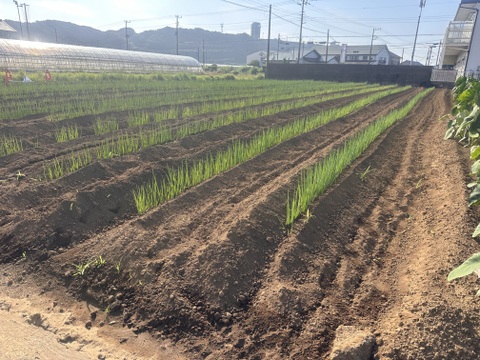 糖度15度以上　千葉県産 長ネギ 甘い 美味い 20本 2L以上