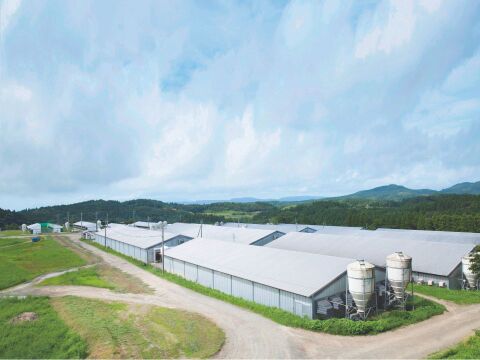 【添加物なし!!】鹿児島黒豚ノン・アッドソーセージ詰合せ