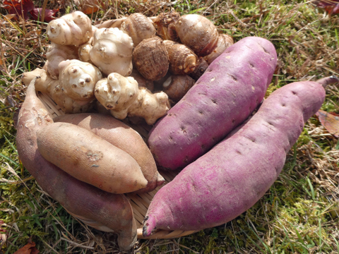 冬の芋類４種バラエティセット（4kg）さつまいも・里芋・菊芋・ヤーコン