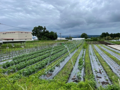 富士山麓、自然栽培(なにも入れない) 野菜たち（8品）+手前味噌（500g）+豆菓子4個