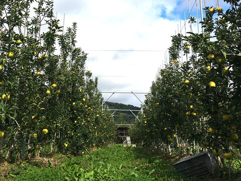 11月上旬より りんご 家庭用 シナノゴールド 約2キロ 5-10玉 復興支援 #shinanogold-b-2k