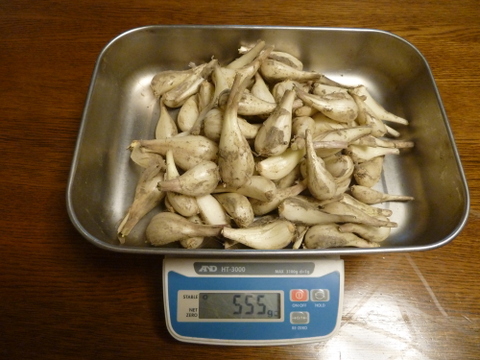 やま　3キロ　島らっきょう 沖縄 伊江島特産】島らっきょう 3kg：沖縄県産の島らっきょう｜食べ