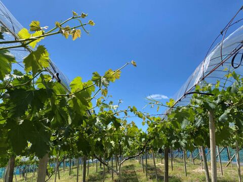 旬の味覚を贅沢に味わう葡萄セット 2房/1kg（シャインマスカット+おすすめ品種）＃食べ比べ