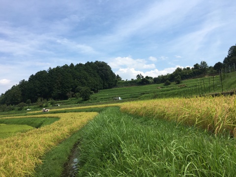 ◆農薬不使用新米◆白米粒が光る最高級棚田米 滋賀県大津産 玄米なら4kg
