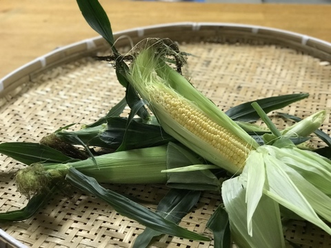 【淡路島より旬をお届け】ガブッと　とうもろこし　5本【朝どれ！新鮮！！】